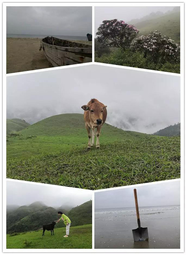 5月1日，陽西藍(lán)袍藍(lán)看海，陽春雞籠頂?shù)巧劫p高山杜鵑