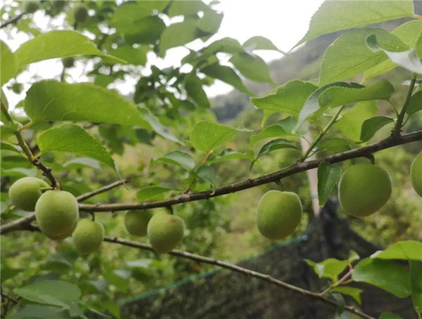 博行天下俱樂(lè)部走進(jìn)從化十登的第二峰-雞枕山     -17